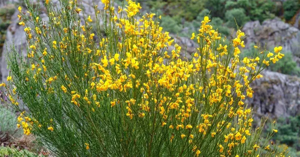 Janovec metlatý (Cytisus scoparius)
