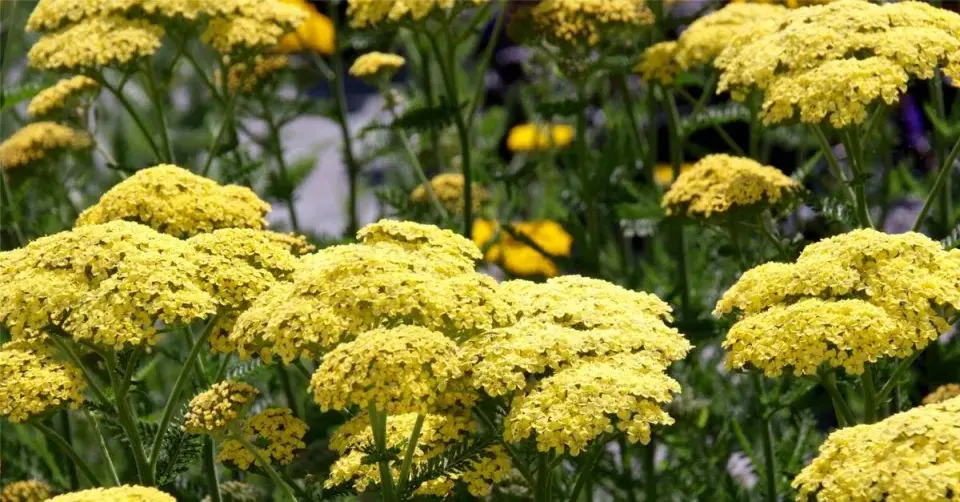 Řebříček (Achillea) ‘Credo’