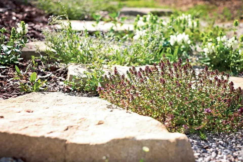 Nášlapný kámen a mateřídouška