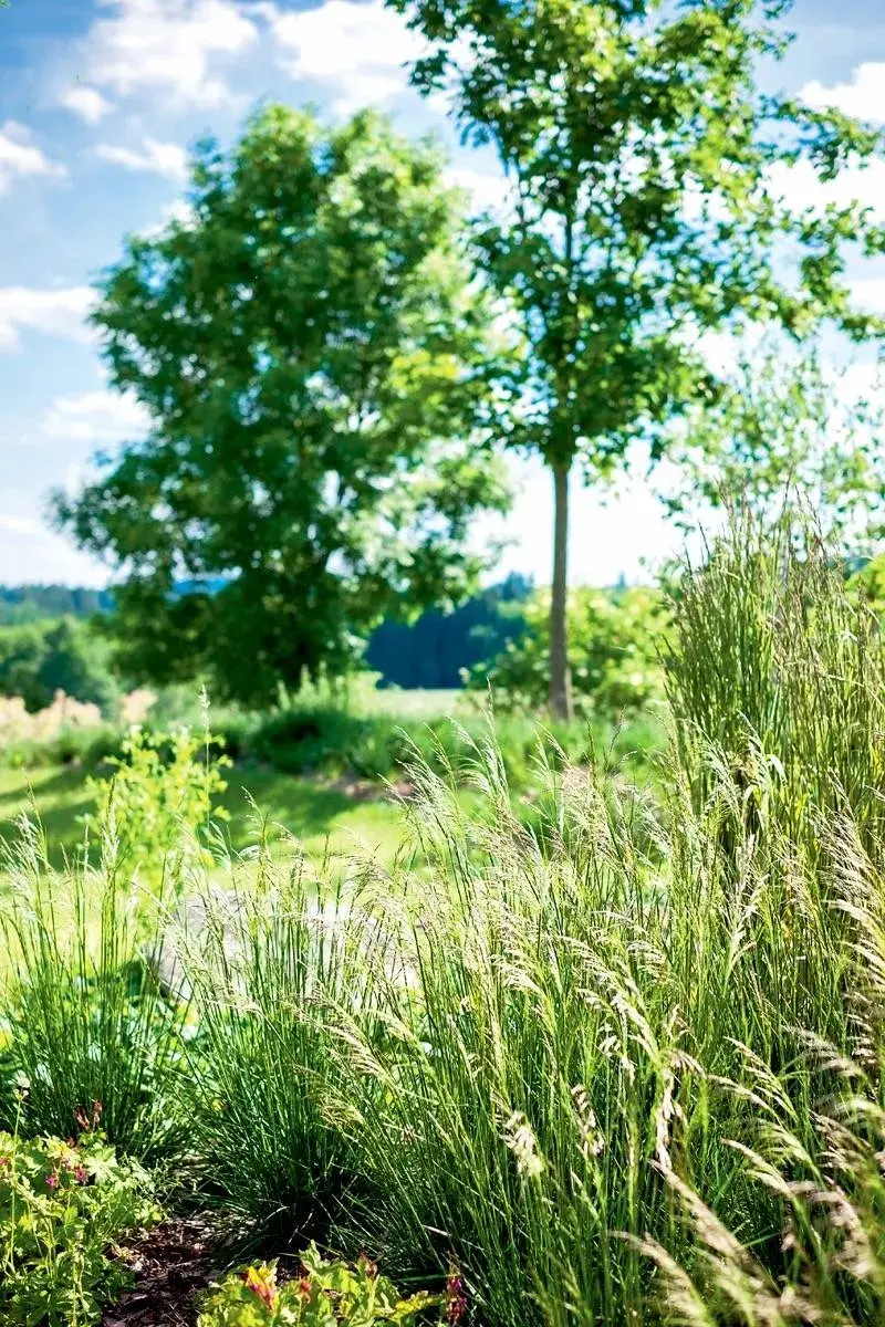 Třtiny, ostřice a metlice