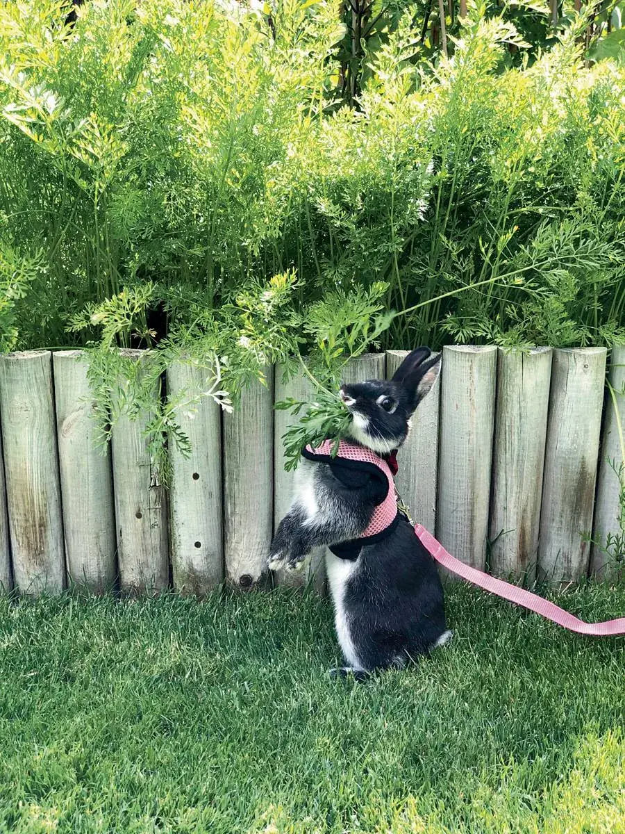 Králík na vodítku