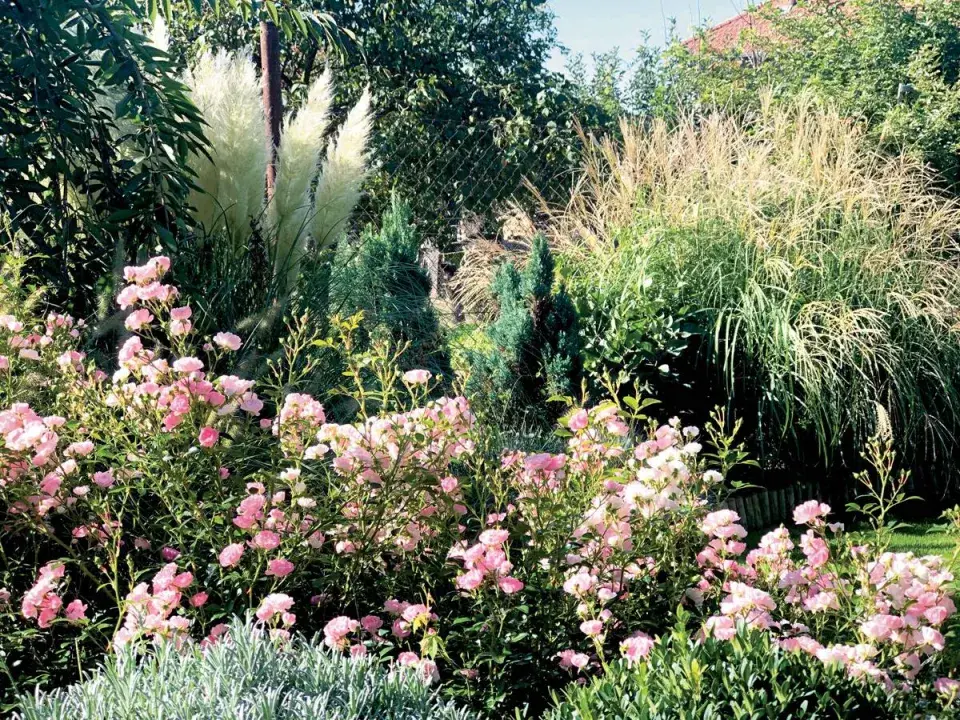 Růže, levandule a pampová tráva