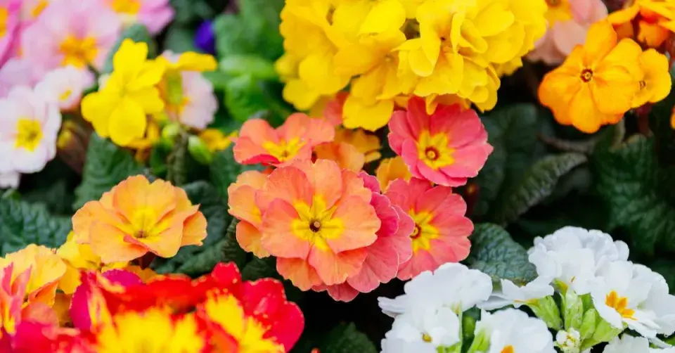 Prvosenky bezlodyžné (Primula vulgaris)