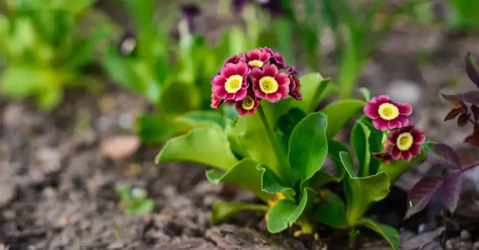 Prvosenka lysá (Primula auricula)