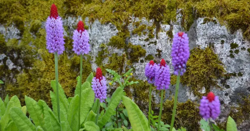 Prvosenka vstavačokvětá (Primula vialii)