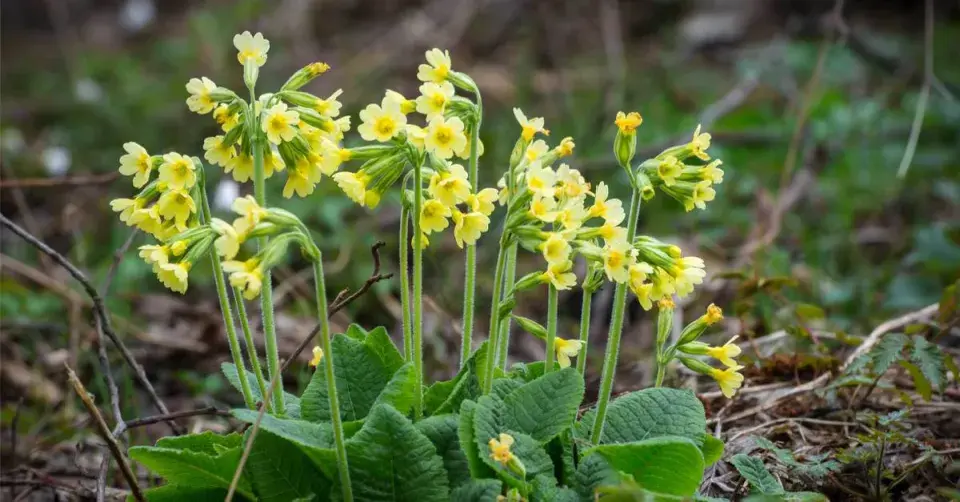 Prvosenka vyšší (Primula elatior)