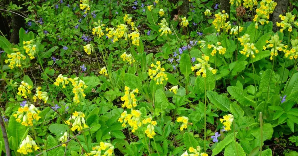 Prvosenka vyšší (Primula elatior)