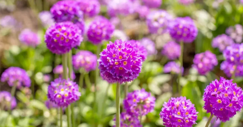 Prvosenky zoubkaté (Primula denticulata)
