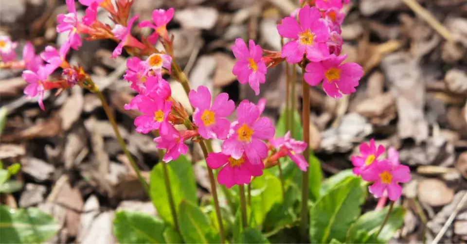 Prvosenka růžová (Primula rosea)
