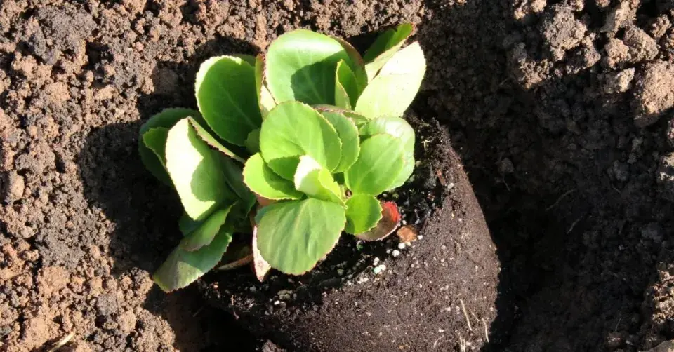 Bergénie ‘Baby Doll‘