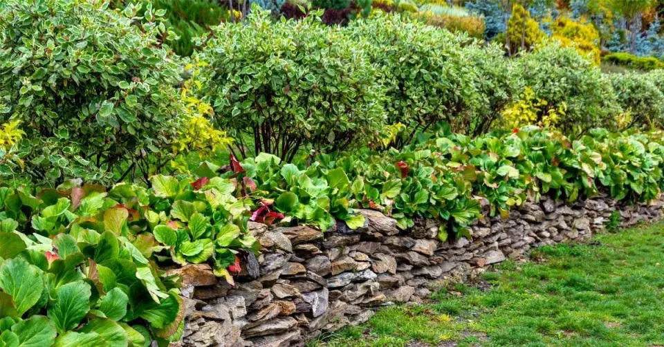 Bergénie vysazené v koruně suché zídky