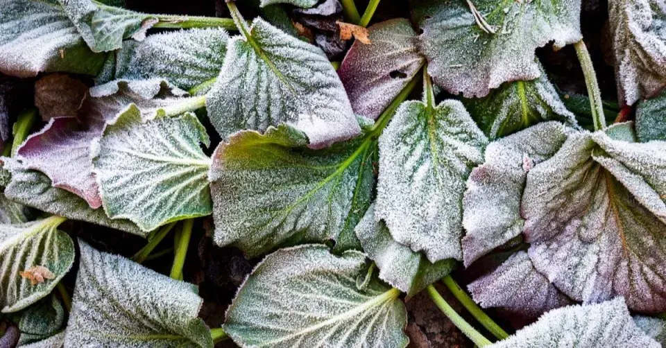Listy bergénie pokryté jinovatkou