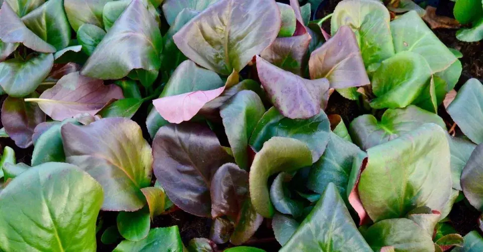 Sloní uši - listy bergénií