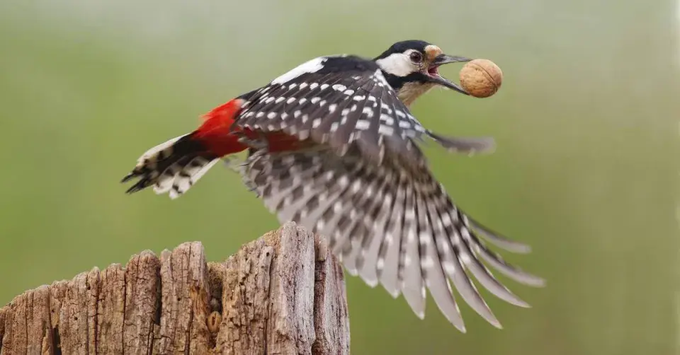 Letící strakapoud s ořechem v zobáku