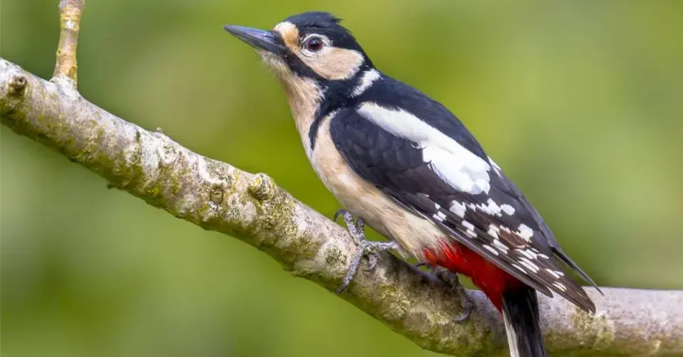 Samička strakapouda velkého