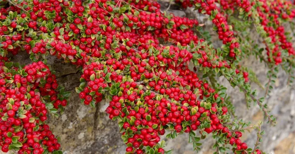 Skalník plazivý, vodorovný, někdy označovaný jako rozprostřený (Cotoneaster horizontalis)