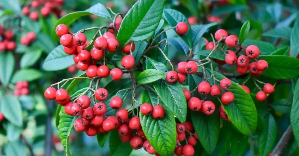 Skalník chladnomilný (Cotoneaster frigidus) ‘Cornubia’