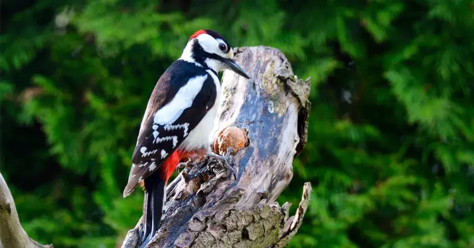 Strakapoud vydlabává ořech