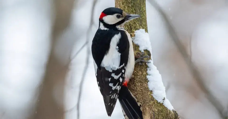 Sameček strakapouda velkého