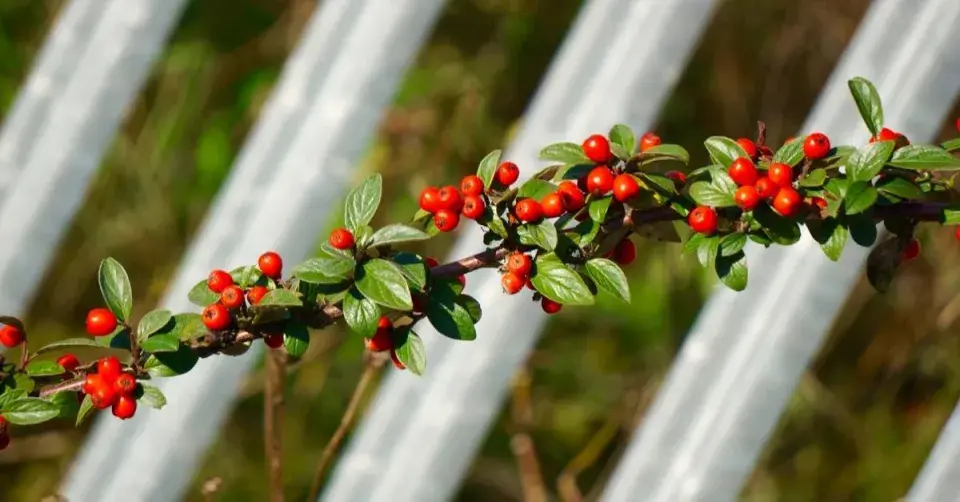 Skalník Franchetův (Cotoneaster franchetii)