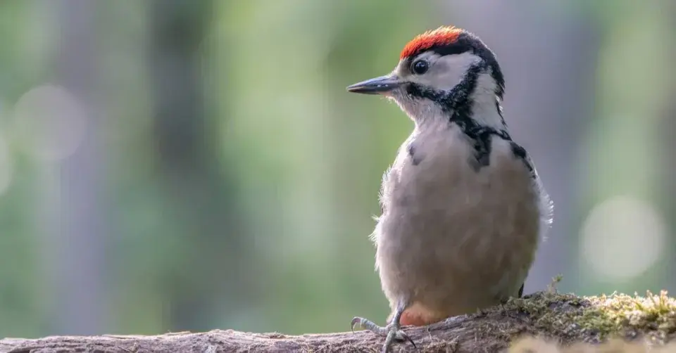 Mládě strakapouda velkého