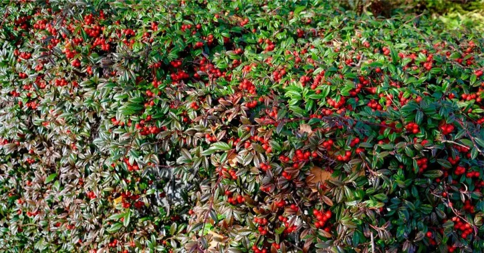 Skalník vrbolistý (Cotoneaster salicifolius) ‘Gnom’