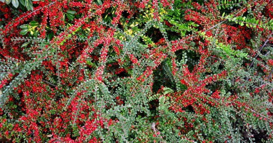 Skalník Dammerův (Cotoneaster dammeri)