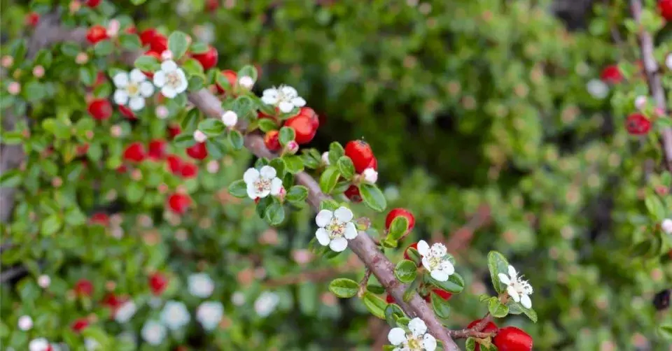 Skalník drobnolistý (Cotoneaster microphyllus)