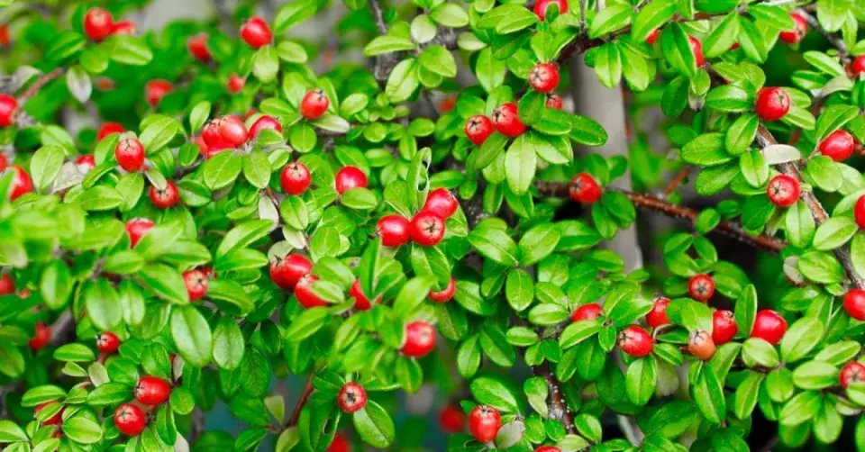 Skalník Cotoneaster x suecicus ‘Coral Beauty’