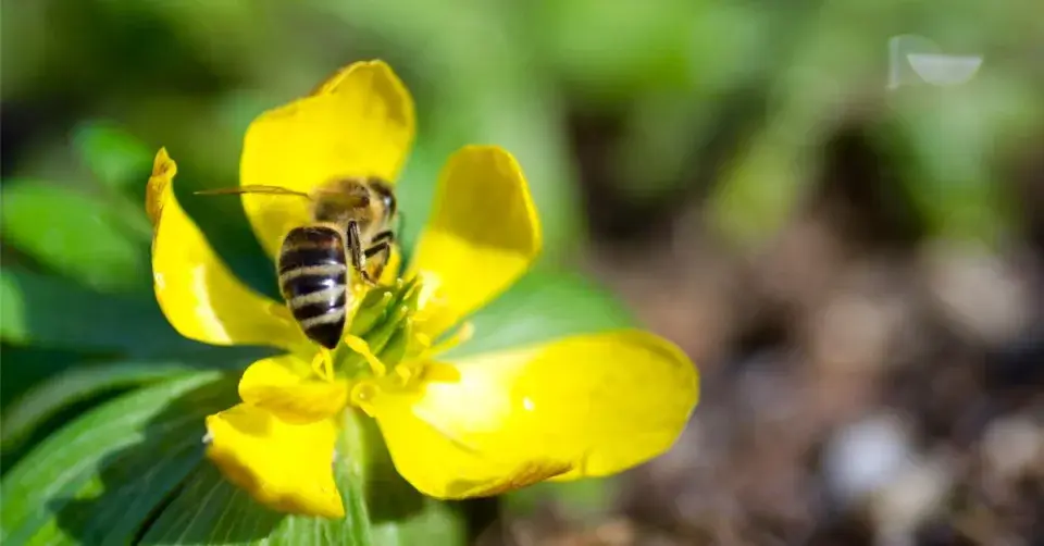 Včela na květu talovínu