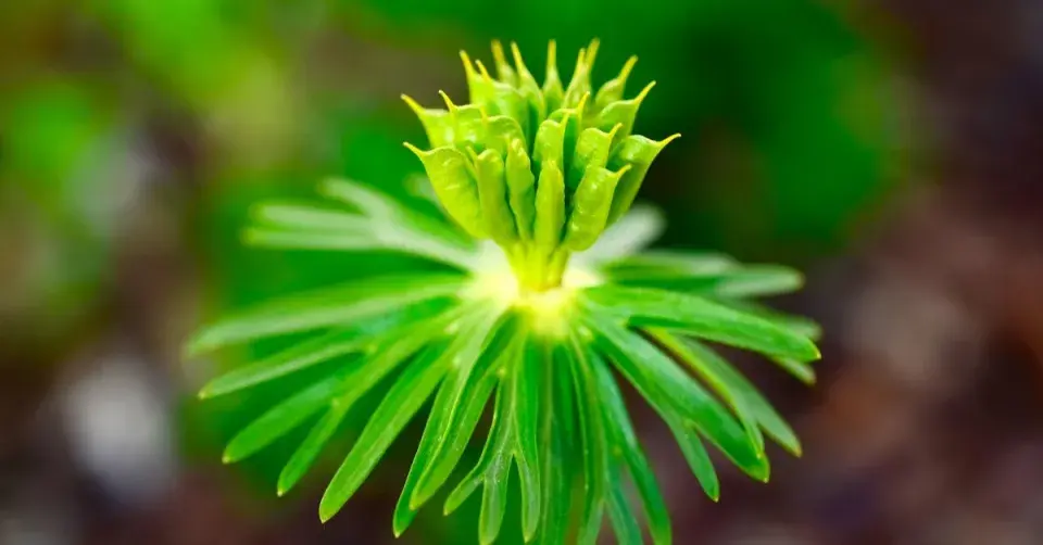 Semeník odkvetlého talovínu