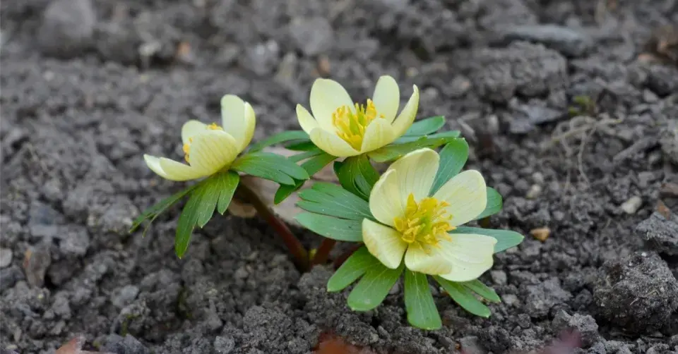 talovín zimní ’Schwefelglanz’ 