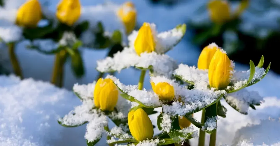 Talovín zimní pod sněhem