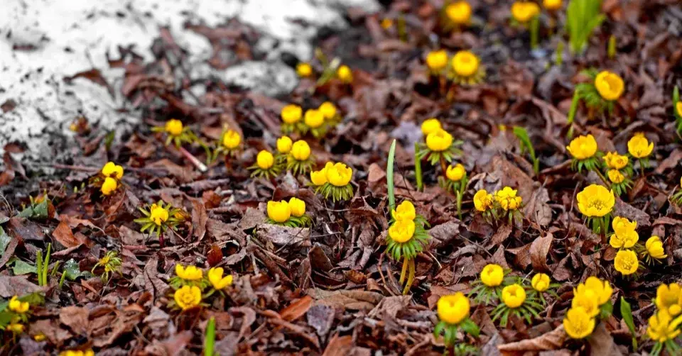 Talovín cilicijský (Eranthis cilicica)