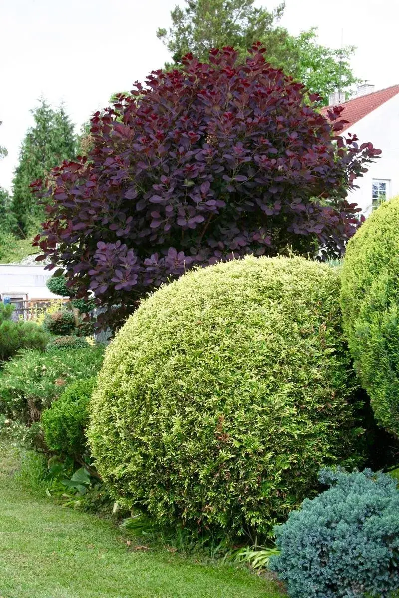 Červenolistá ruj vlasatá