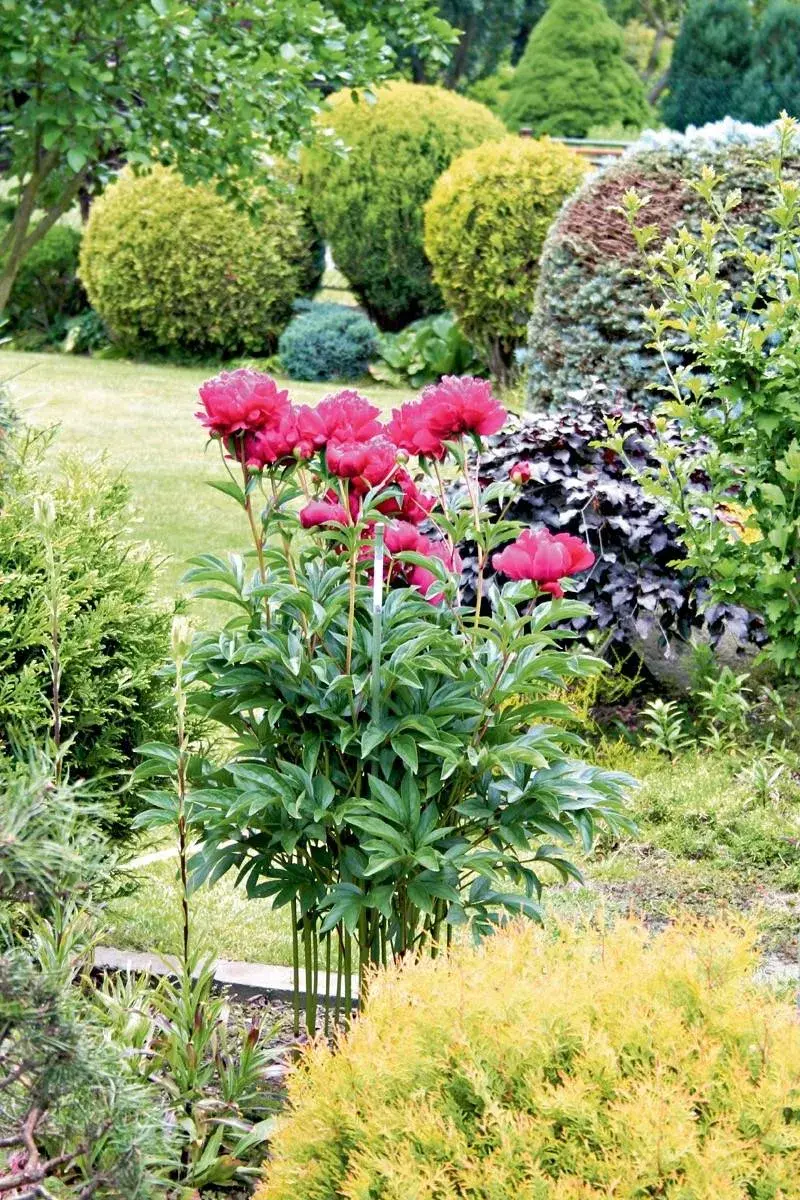 Rozkvetlé červené pivoňky