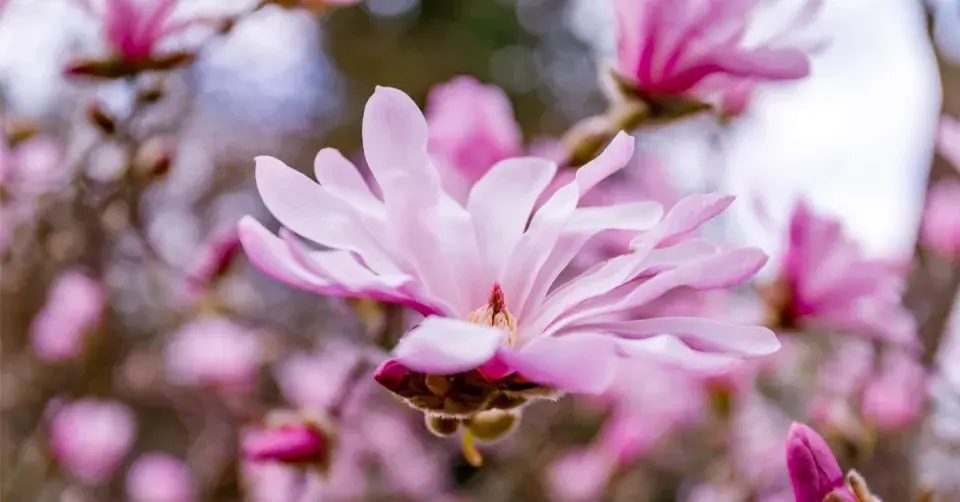 Šácholan Loebnerův (Magnolia x loebneri) ‘Leonard Messel’