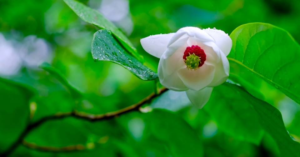 Šácholan Sieboldův (Magnolia sieboldii)