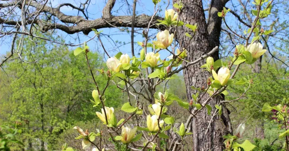 Šácholan ’Sunsation’