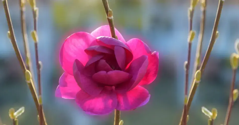 Magnólie odrůdy ’Black Tulip’