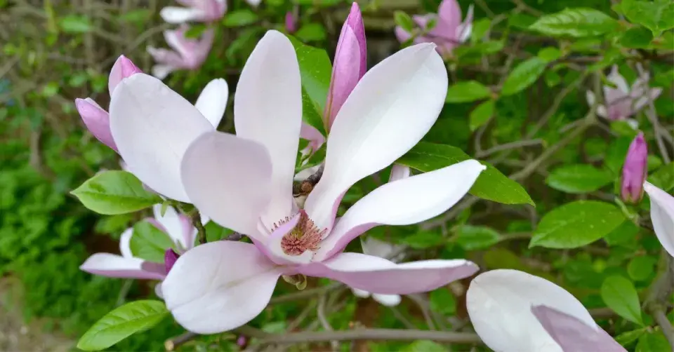 Odrůda šácholanu hvězdovitého ’George Henry Kern’