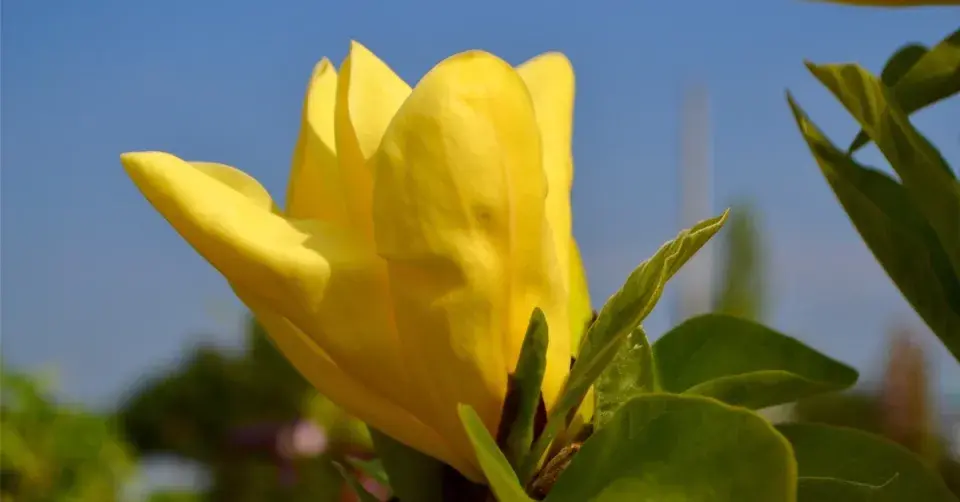 Šácholan, odrůda ’Daphne’