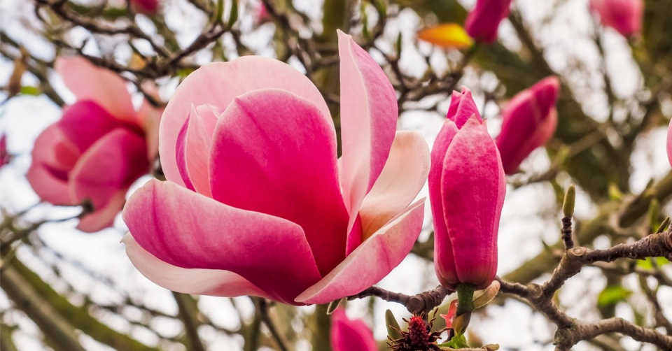 Šácholan Soulangeův (Magnolia x soulangeana) ‘Lennei’