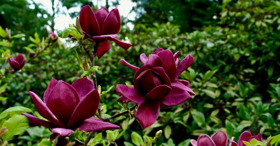 Magnólie ’Genie’