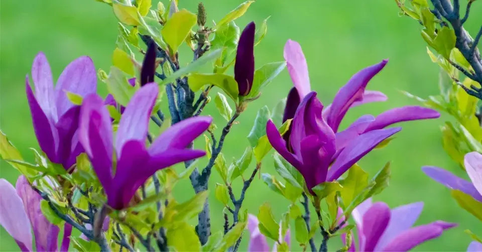 Magnólie, odrůda ’Daybreak’