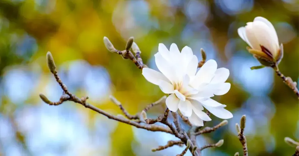 Šácholan hvězdovitý (Magnolia stellata)