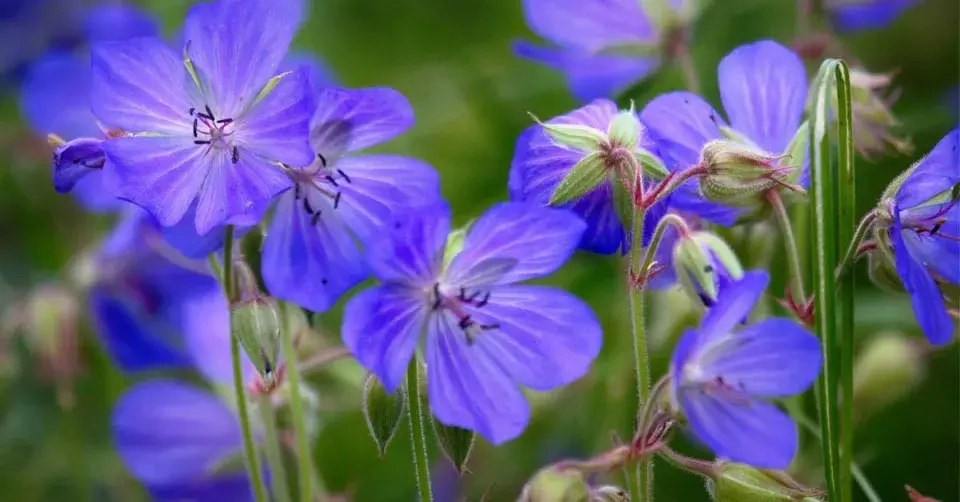 Kakost luční (Geranium pratense)