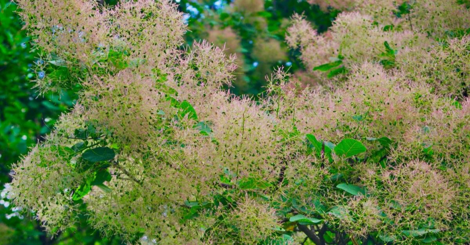 Ruj (Cotinus) ’Young Lady’