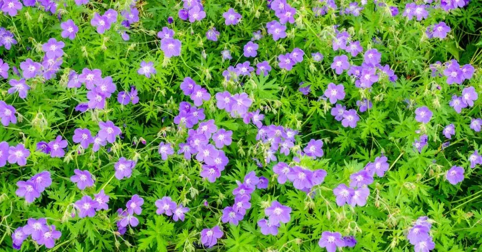 Kakost luční (Geranium pratense) ‘Brookside’
