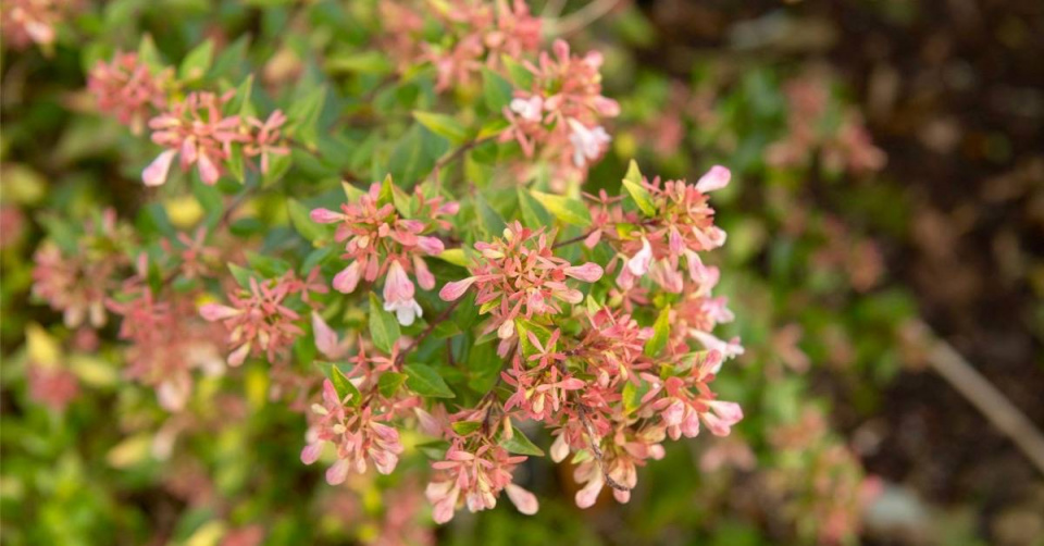 Abélie velkokvětá (Abelia grandiflora) 'Sunshine Daydream’
